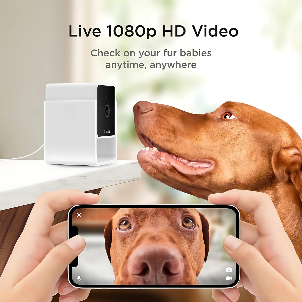 Petcube Cam 智能寵物監控鏡頭