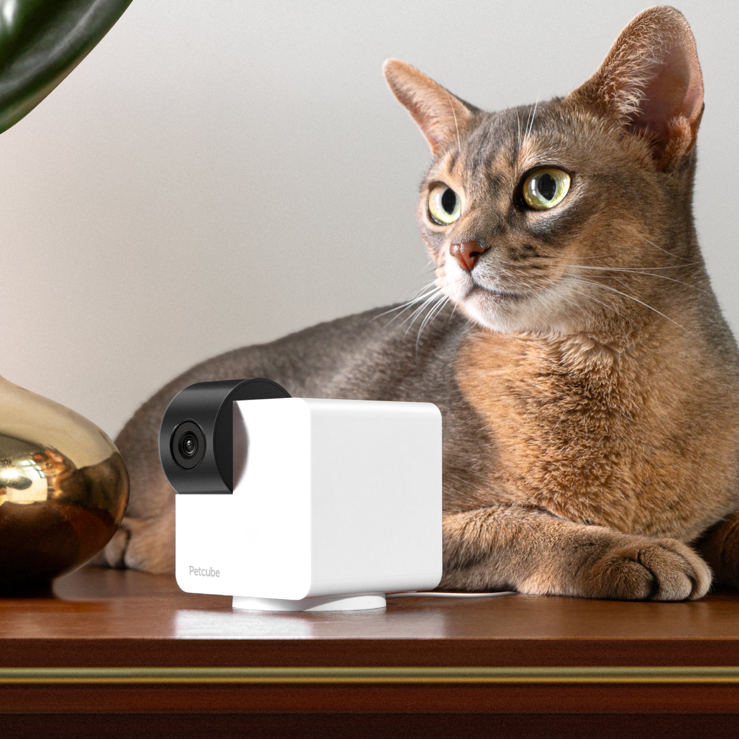 Petcube 360 智能寵物監控鏡頭